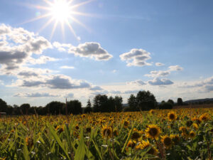 Feld mit Sonnenblumen (Im Kamp)