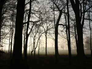 Oerier Wald im Morgengrauen mit Nebel auf den Feldern