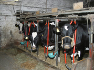 Kühe bei Flebbes im Stall
