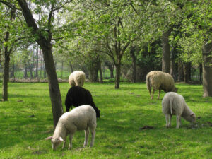Schafe bei Eickes im Garten