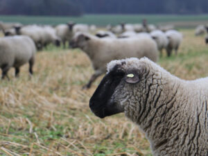Schafe hinter dem Oerier Wald